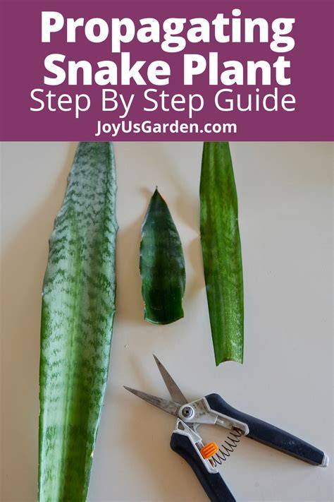 Easy Ways For Propagating Snake Plant From Leaf Cuttings - raincitystudios.com