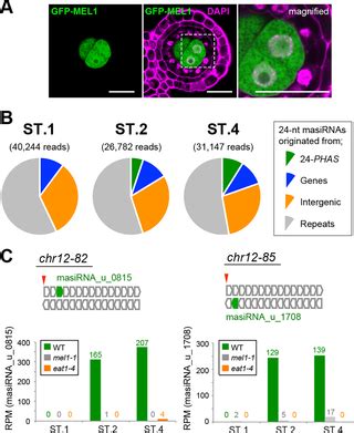 EAT1 transcription factor, a non-cell-autonomous regulator of …