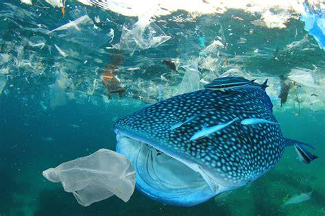 Eco-Friendly Innovation: Ocean Plastic Waste Products - raincitystudios.com