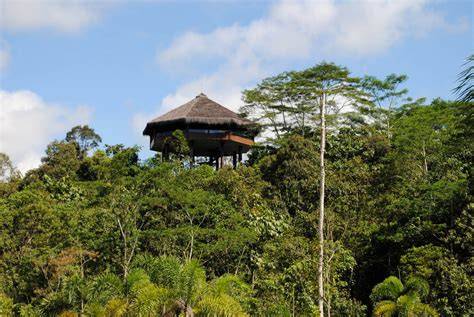 Eco-lodge Menawan di Samboja Lestari untuk Healing - raincitystudios.com