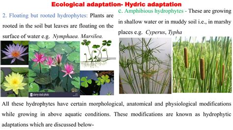 Ecological Adaptations of Plants - Unacademy - muktibox.com