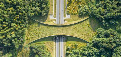 Ecological Connectivity: a bridge to preserving biodiversity - raincitystudios.com