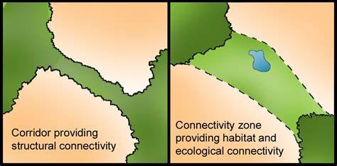 Ecological connectivity as a planning tool for the conservation of ... - raincitystudios.com