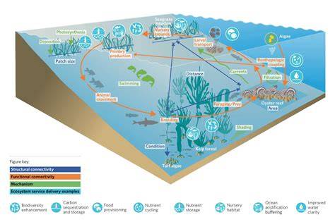 Ecological Connectivity Restoration → News - raincitystudios.com