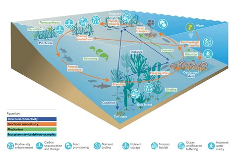 Ecological Connectivity - Conservation Corridor - wintechmobiles.com