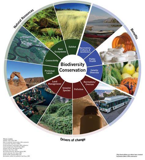 Ecological importance and invertebrate conservation - raincitystudios.com