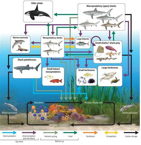 Ecological Roles and Conservation of Aquatic Invertebrates in ... - raincitystudios.com