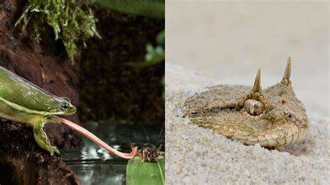 Ecological Roles of Reptiles and Amphibians - Online … - raincitystudios.com