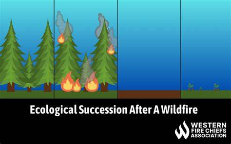 Ecological Succession After a Forest Fire - WFCA - raincitystudios.com