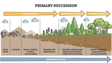 Ecological succession Flashcards | Quizlet - raincitystudios.com