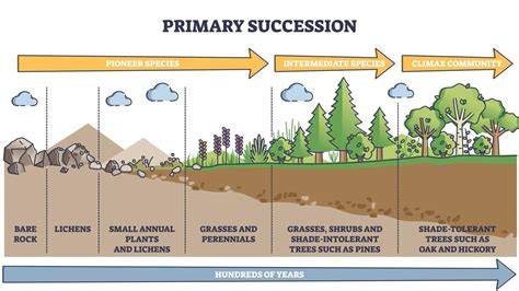 Ecological Succession - Definition, Examples and Types - raincitystudios.com