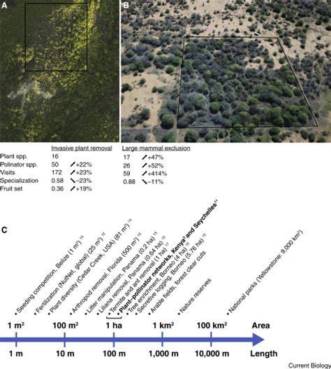 Ecology: Mammals, interaction networks and the relevance of scale - raincitystudios.com