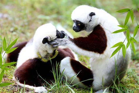 Ecology and conservation of lemurs in the COMATSA … - raincitystudios.com