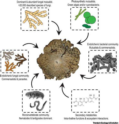 Ecology and evolution of algal–fungal symbioses - ScienceDirect - raincitystudios.com