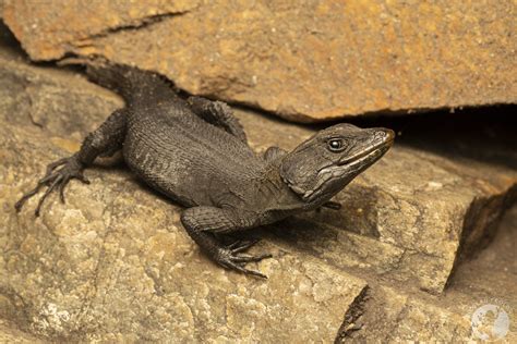 Ecology in Herpetology Essentials - raincitystudios.com