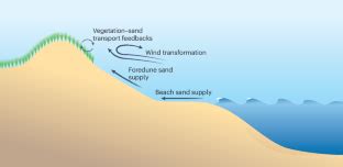 Ecomorphodynamics of coastal foredune evolution - Nature - wintechmobiles.com