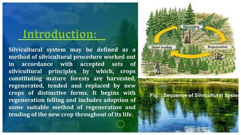 Economic Analysis of Silvicultural Practices | 15 | Silviculture | Tru - raincitystudios.com