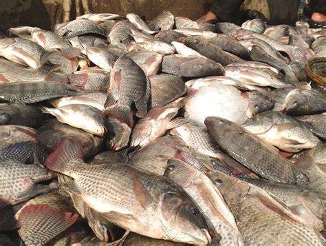 Economic viability of juveniles tilapia and arugula production ... - raincitystudios.com