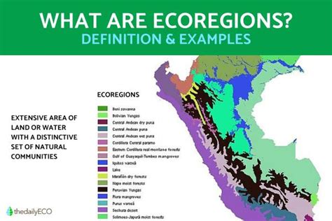 ECOREGION English meaning - Cambridge Dictionary