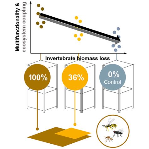 Ecosystem consequences of invertebrate decline - ScienceDirect - raincitystudios.com