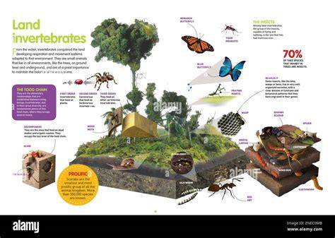 Ecosystem functions of invertebrates - Learning Arctic … - raincitystudios.com