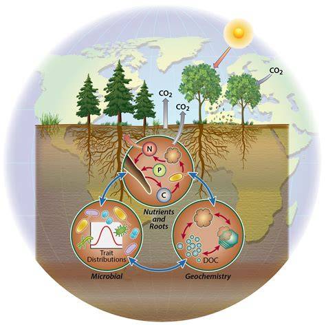 Ecosystem Processes Related to Wood Decay - US Forest Service - raincitystudios.com