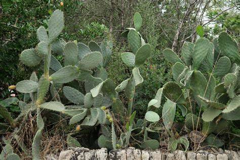 Ecosystem services related with Opuntia ficus-indica (prickly pear ... - raincitystudios.com