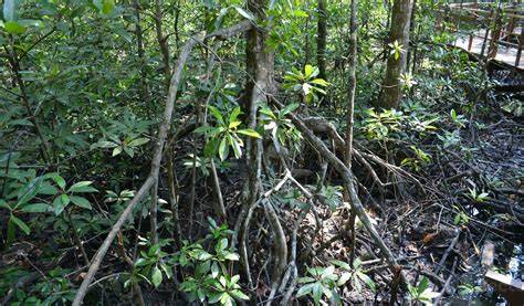 Ecotourism and mangrove conservation in Southeast Asia - raincitystudios.com