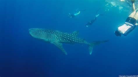 Ecotourism transforms attitudes to marine conservation - raincitystudios.com