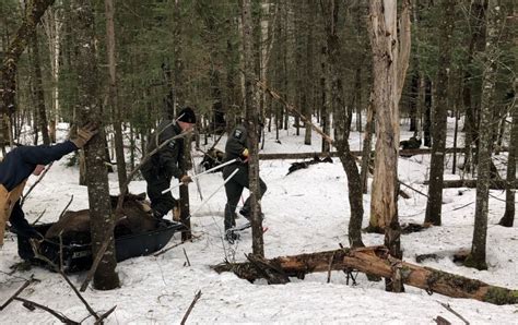 ECOs hike to retrieve tagged moose corpse