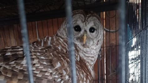 ECOs respond to injured owl in Columbia County