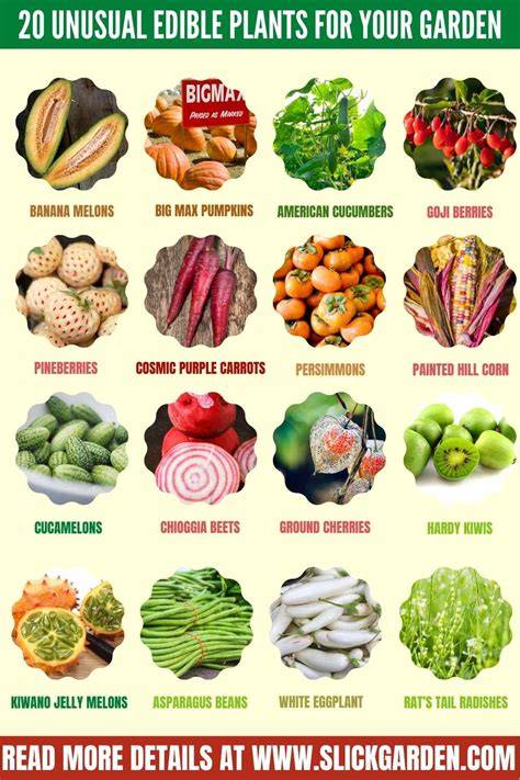 Edible Garden Plants and Herbs to Grow | Easy Edible Landscaping Ideas ... - raincitystudios.com