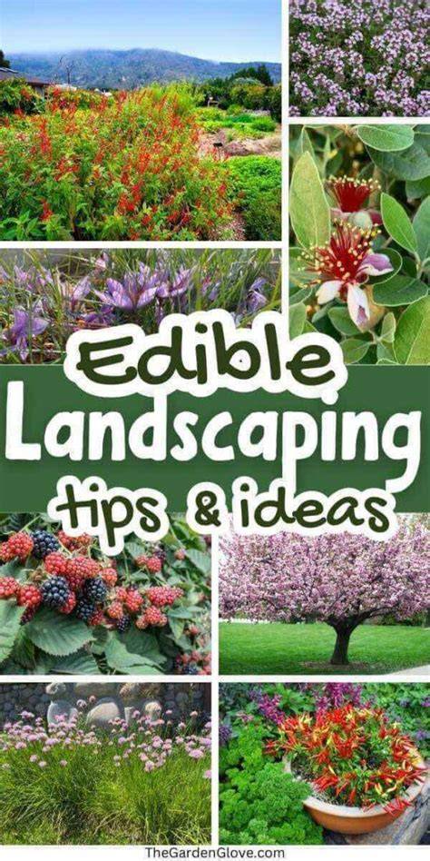 Edible Landscaping: The Basics And Plants To Get … - raincitystudios.com