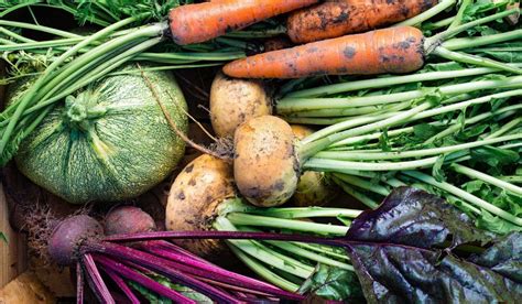 Edible Tree Roots - muktibox.com