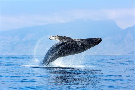 Editorial: Reproductive biology of commercially important marine fish ... - raincitystudios.com