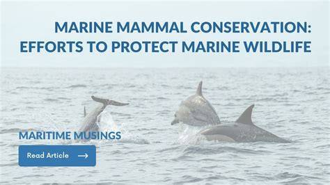 Education and Action in Conserving Marine Wildlife - Seaside - raincitystudios.com