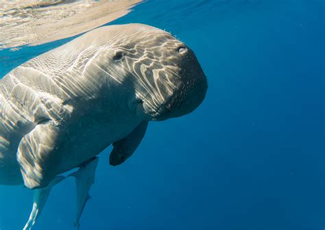 EDUCATION Red Sea Dugong Project