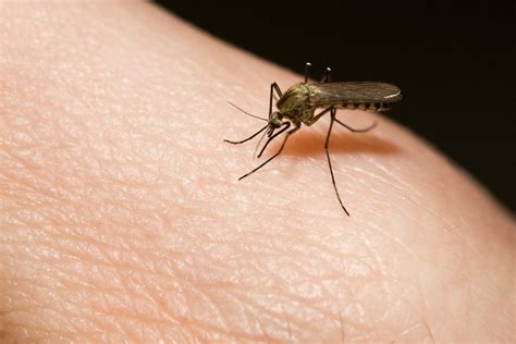 EEE found in mosquitos in Mass. for the first time this year