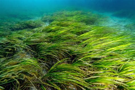 Eelgrass Meadows - muktibox.com