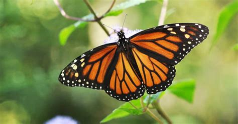 Efek kupu-kupu - Wikipedia bahasa Indonesia, … - wintechmobiles.com