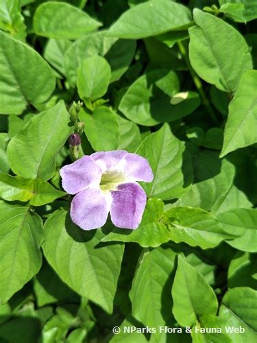 Efektivitas Asystasia gangetica (L.) T. Anderson sebagai tanaman ... - raincitystudios.com