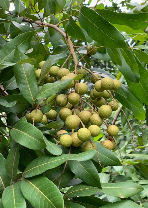 Effect of longan (Dimocarpus longan Lour.) flower aqueous extract on ... - raincitystudios.com