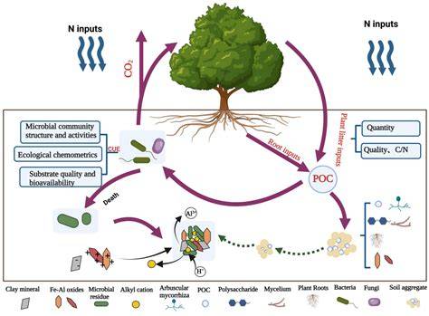 EFFECT OF ORGANIC, NATURAL AND INTENSIFICATION OF … - raincitystudios.com