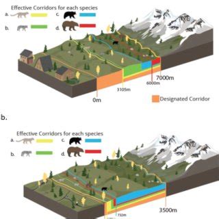 Effective corridor width: linking the spatial ecology of wildlife with ... - wintechmobiles.com
