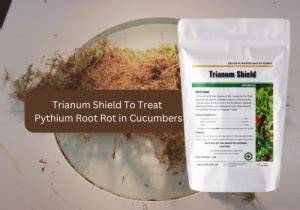 Effective Fungicides for Controlling Pythium Root Rot in … - raincitystudios.com