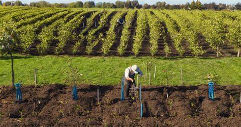 Effective Planting Strategies for Apple and Pear Orchards - raincitystudios.com
