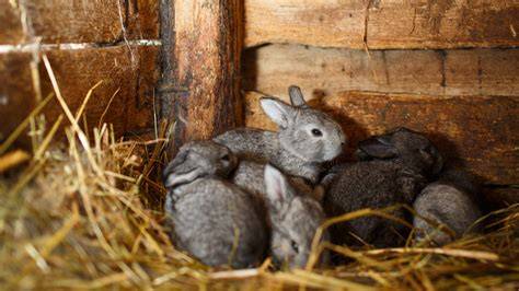 Effective Rabbit Management Strategies for Small-Scale Farms - raincitystudios.com