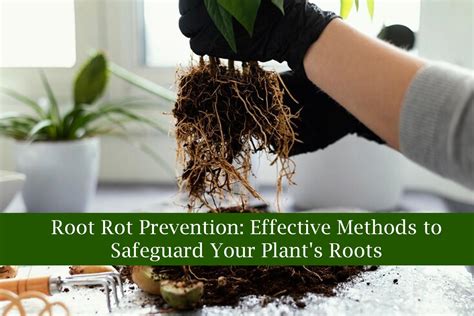 Effective Root Rot Prevention Techniques for Plants - raincitystudios.com
