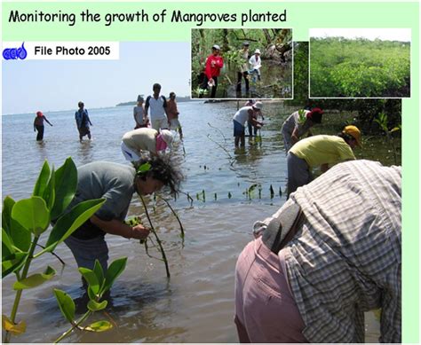 Effectiveness of Community-Based Mangrove Management for … - raincitystudios.com