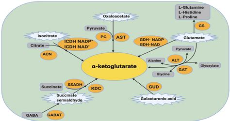 Effects of α-ketoglutarate and its calcium salt on growth performance ... - wintechmobiles.com